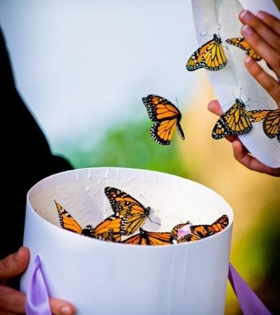 тропические бабочки в подарок минск